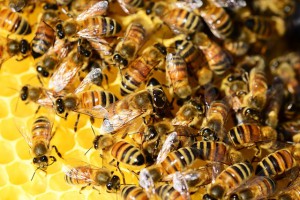 honey-bees-326336_640