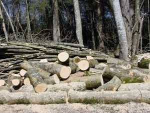 logging-1072_640