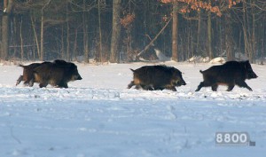 magyar-szlovén vad-bele